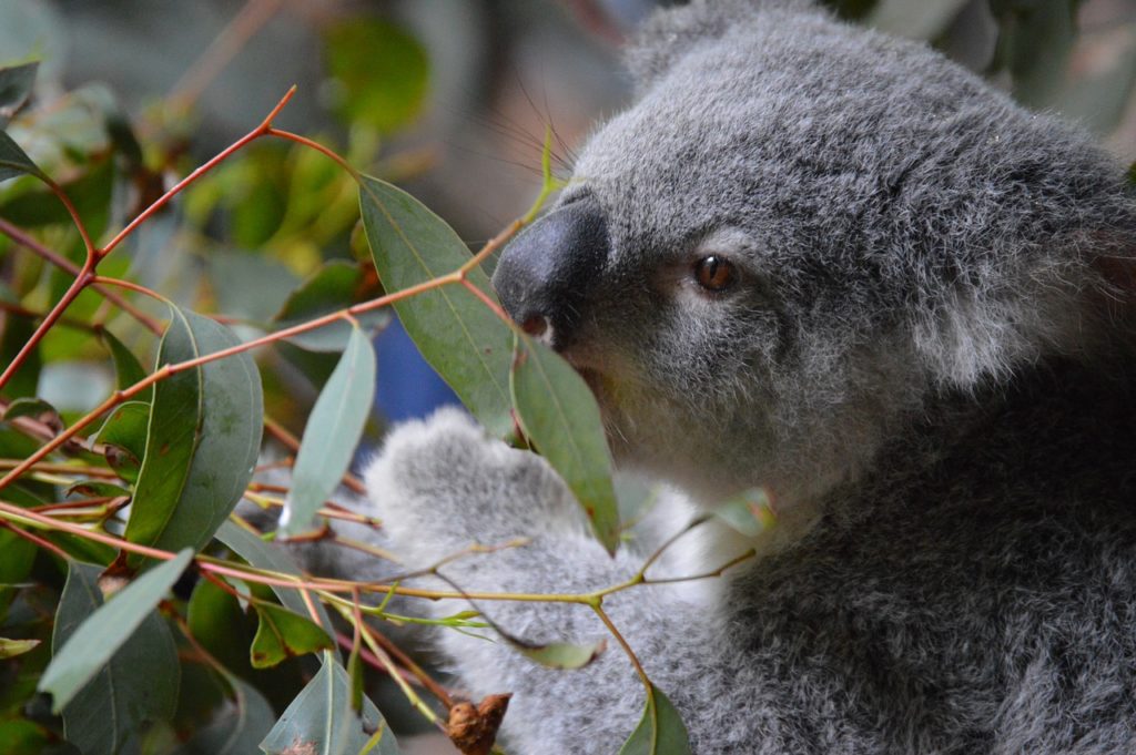 Bedreigt ons schoon poep de koala?